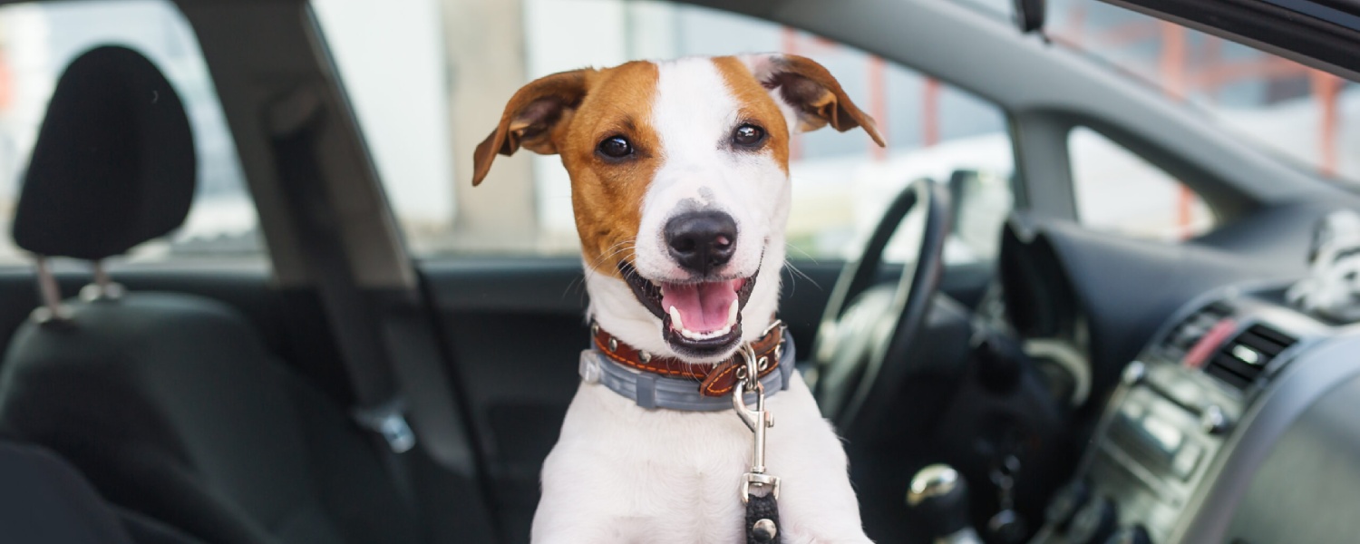 Hundehaare aus dem Auto entfernen